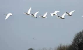 Wexford Wildfowl Reserve