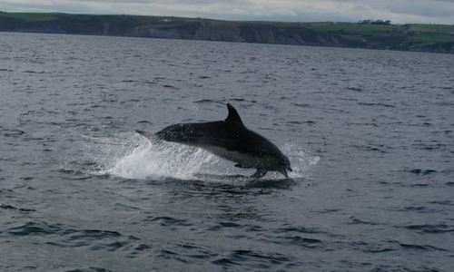 Whale Watch West Cork