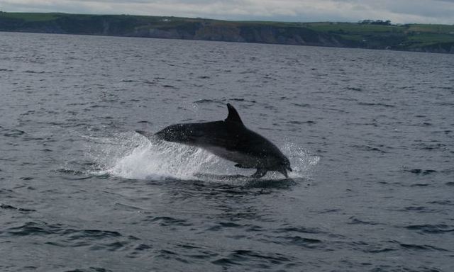 Whale Watch - West Cork