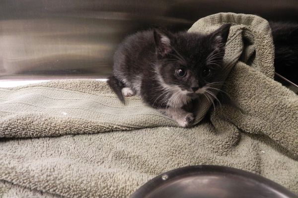 Four kittens stuck in a pipe saved by team of volunteer...