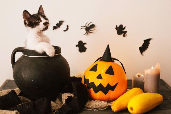 Dont spook em: Tips to ensure your pets feel extra safe on Halloween