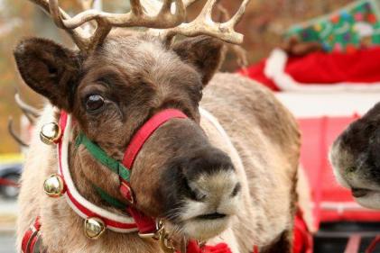 Easy, animal-friendly reindeer food recipes to make at home