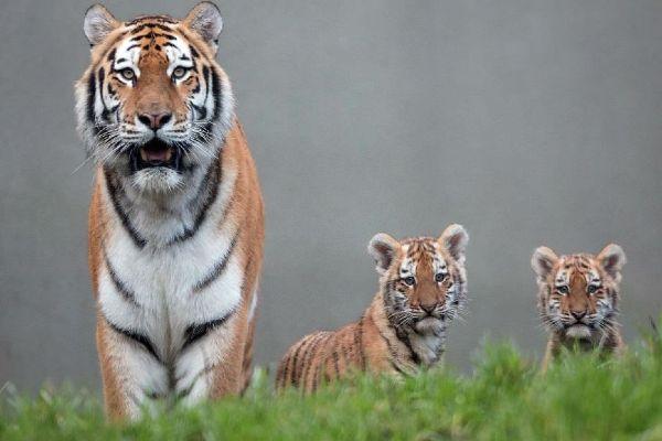 Dublin Zoo welcomes two Amur tiger cubs and you can name them