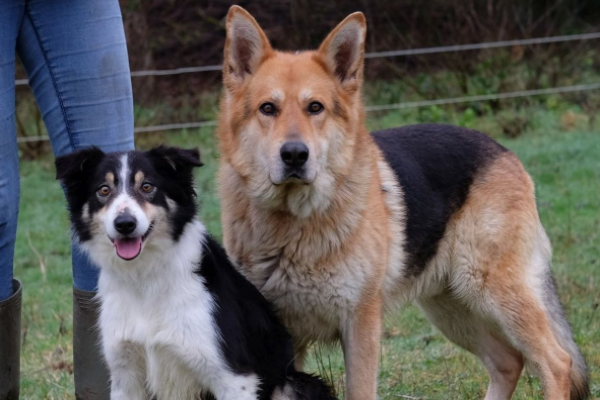 ISPCA appeals for a home for pair of dogs left abandoned when owners moved away