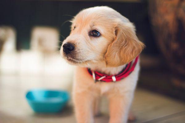 Dog owners, Aldi are releasing an affordable new pet range