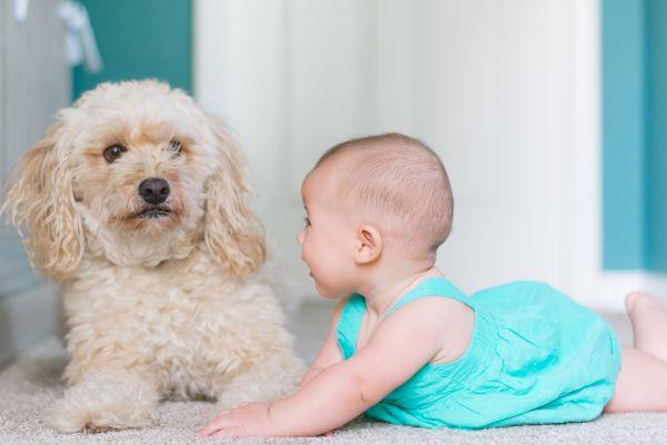 This is the reason babies arent afraid of dogs, says study