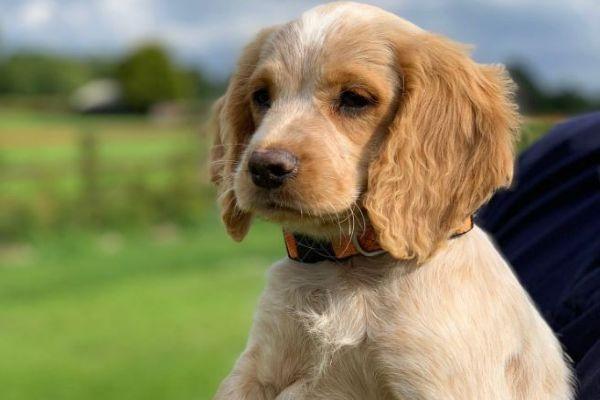 Gardaí need your help in naming their new mischievous puppy
