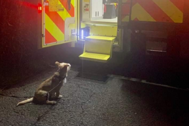 Good boy: This loyal dog guided Gardaí to his owner after a fall