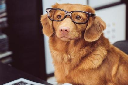 Bringing your dog to work has a positive impact on your wellbeing, study finds