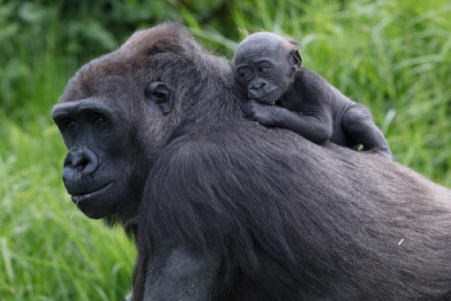 Dublin Zoo reveals sweet name of baby gorilla, whose birth will air this Sunday