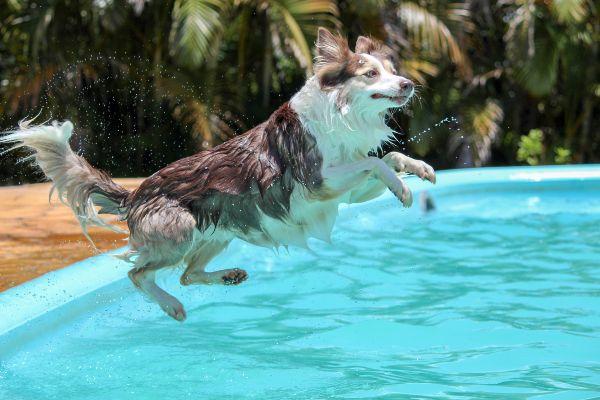 These are the best tips for keeping your pets safe in the hot weather