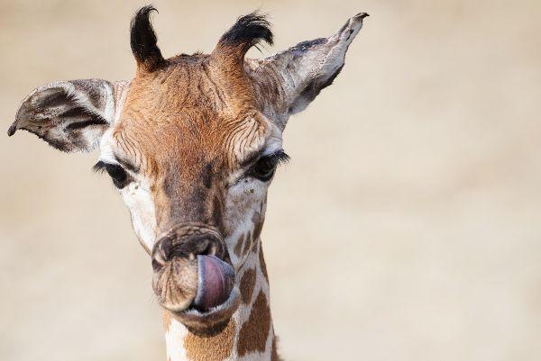 A baby giraffe has been born in Dublin Zoo and hes too cute