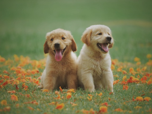 Babies & Pets - A Helpful Guide to New Parents