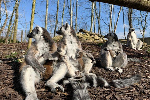 Tayto Park announces the birth of adorable twin Lemurs