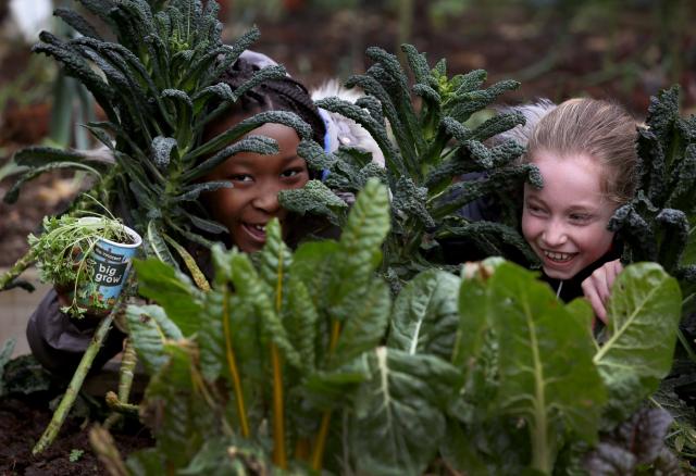 Innocent & GIY give free vegetable growing kits for home