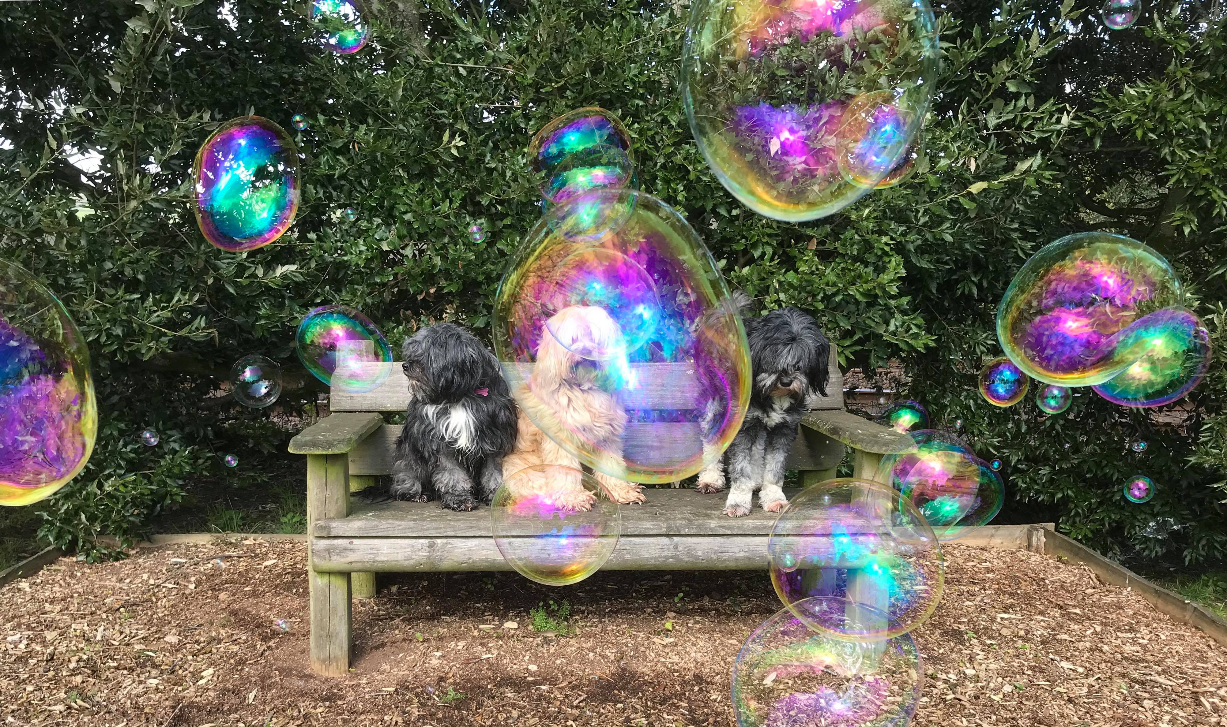 You can now buy giant ecobubbles for your dogs