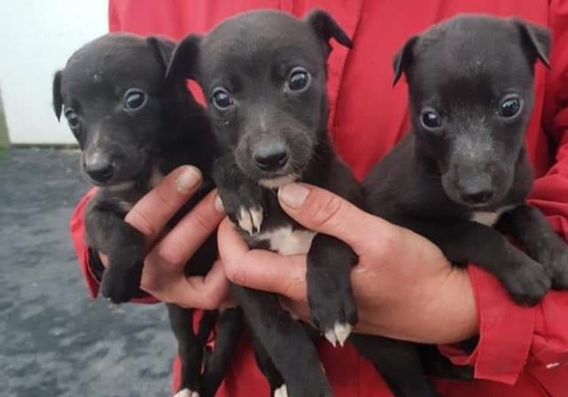 Gardaí in Tipperary launch investigation after 8 dogs found in van