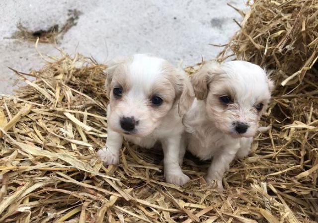 Gardaí issue public appeal after 14 dogs stolen from Limerick home