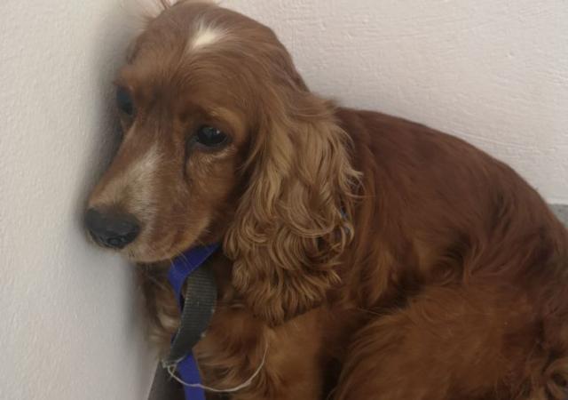 Gardaí appeals for publics help with finding owners of stolen dog