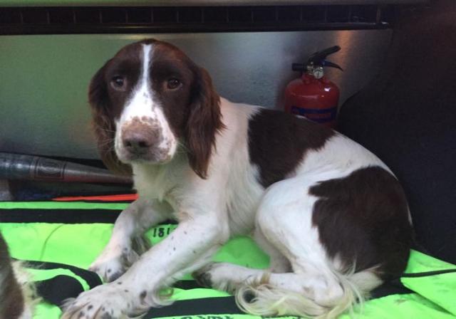 Gardaí appeal for publics help in reuniting stolen dog with its owner