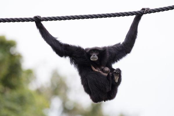 The cuteness! An endangered Siamang Gibbon has been born at Dublin Zoo