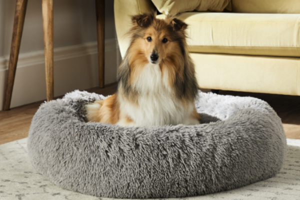 Treat your furry friends! Aldi launch mega pet collection not to be missed