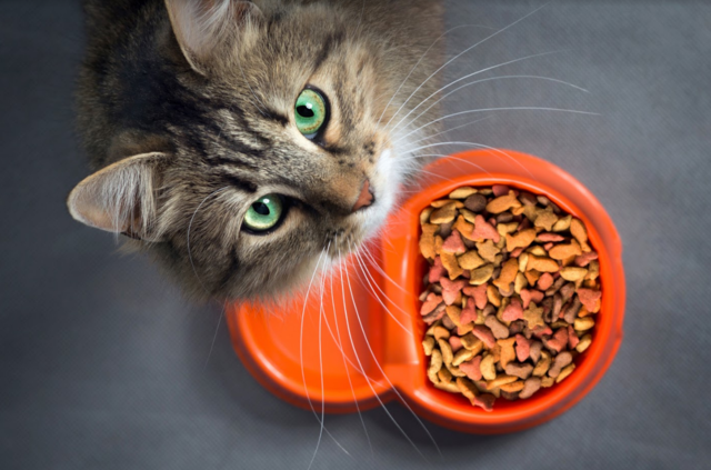 Are you buying the right cat food for your pet? Here are some tips