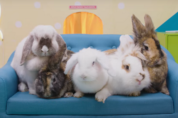 Watch: This new bunny rabbit reality show is hilarious and adorable