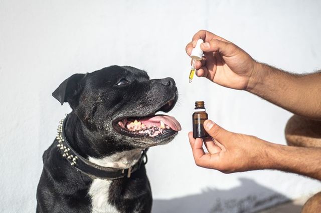 Common questions asked about CBD Oil for dogs