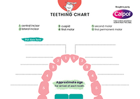 Teething chart