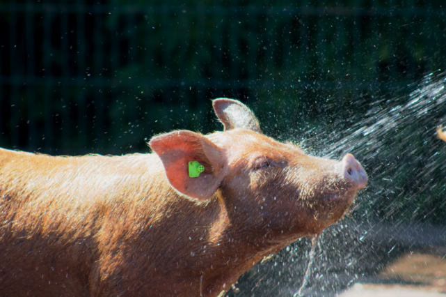 Not only are visitors to Tayto Park spoiled in the sun, but the animals are too!