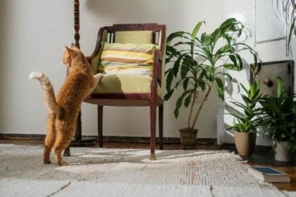 Can you mix plants and pets? With these four air-purifying non-toxic plants, you can!