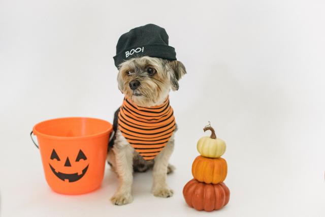 The dos and donts for protecting pets & animals this Halloween