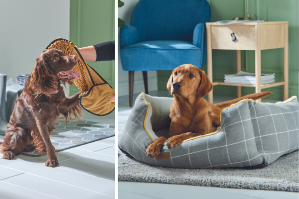 Aldi is launching a giant pet accessories collection later this week
