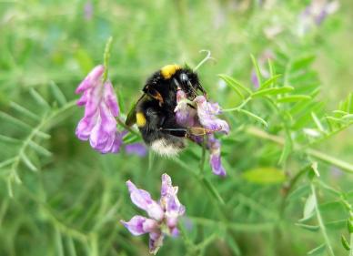 Clarins commit to 3-year funding support with The Bee Sanctuary of Ireland.