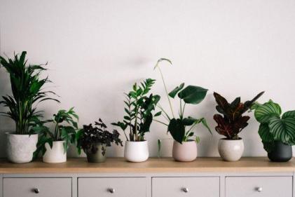 How your house plants could reduce anxiety and improve creativity