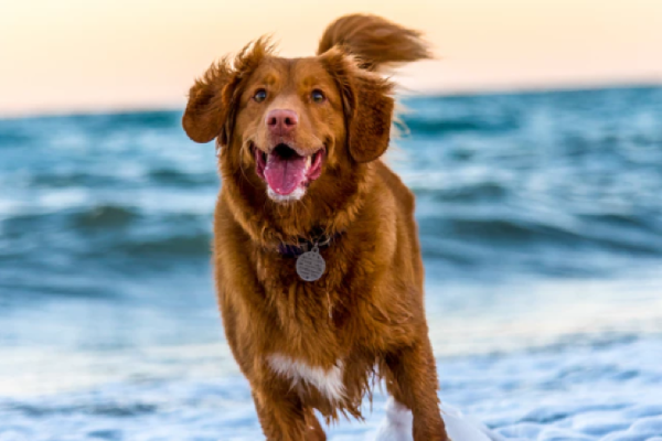 Have a heart: Study proves dogs are good for your cardiovascular health