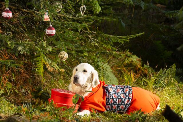 The best Christmas gift for your dog!  A cosy DogDry Robe for your best friend