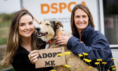 DSPCA partners with Allianz Insurance in massive drive to rehome over 370 animals currently in their care