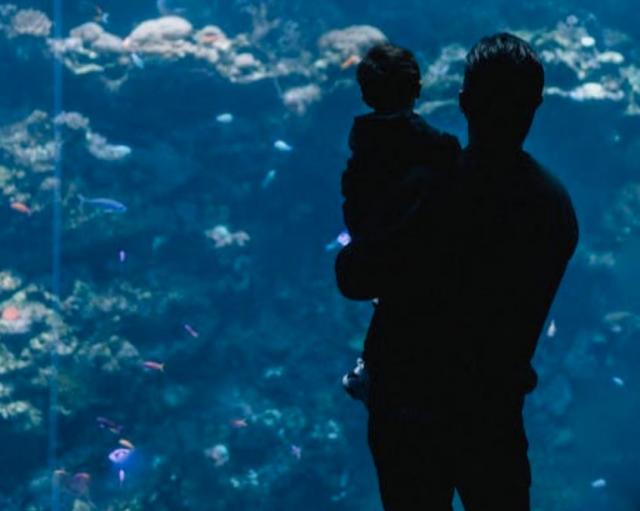 Visiting the aquarium with your toddler