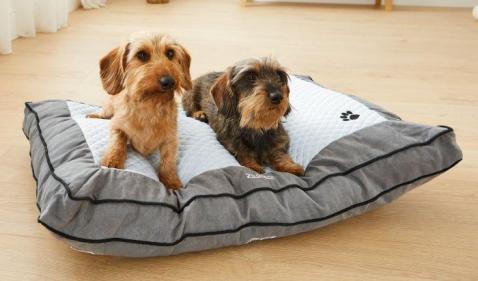 Shop affordable, high-quality essentials for your four-legged friends at Lidl today