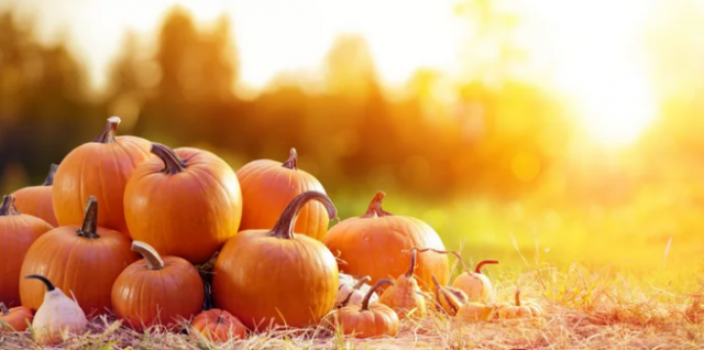 Organic Pumpkin Latte Facials are back at The Wicklow Street Clinic for Autumn