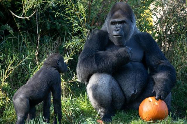 Children in Halloween costume go free this weekend at Dublin Zoo