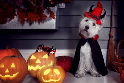 Irelands pet care specialists offer valuable advice for pet owners on Halloween safety