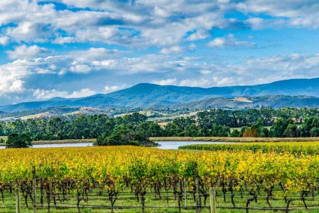 Exploring Australian Wine Country: A Guide for Irish Wine Connoisseurs