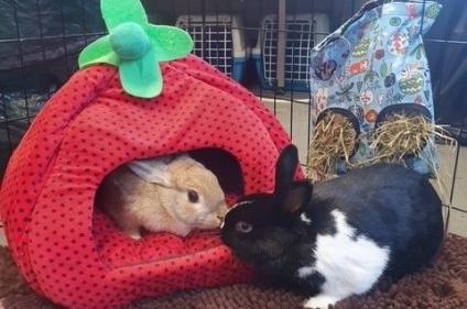 The DSPCA celebrates shelter love this Valentine’s Day with Hoppy Ever After