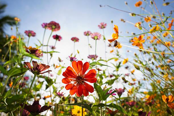 Woodies garden expert, Brian Burke, shares his top tips to get your outdoor space summer-ready