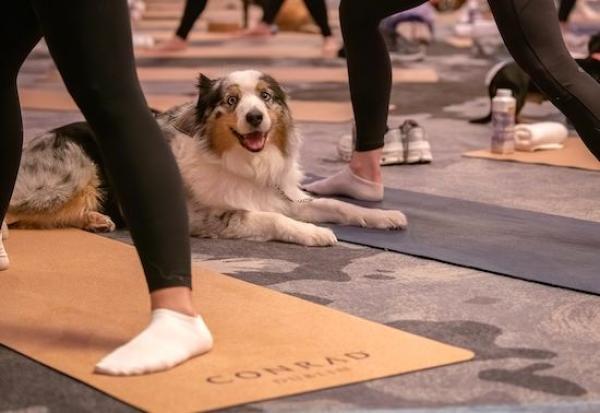 Downward Dog Yoga returns with an Outdoor Session at The Terrace, Conrad Dublin