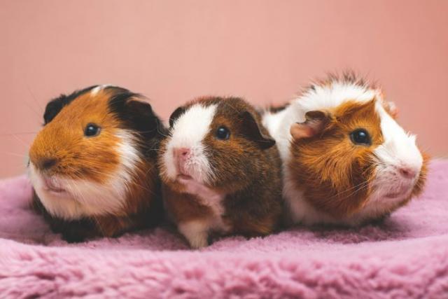 Small Animal & Exotics House opens at DSPCA to cope with increased rescues