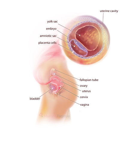 Week 3 of Your Pregnancy